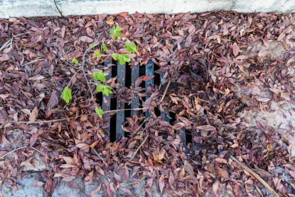 Cost of Yard Drain Unclogging in Palm Harbor